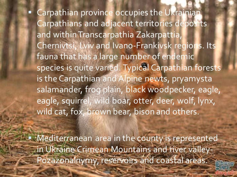 Carpathian province occupies the Ukrainian Carpathians and adjacent territories deposits and within Transcarpathia Zakarpattia,